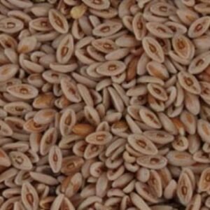 Organic Psyllium Seed