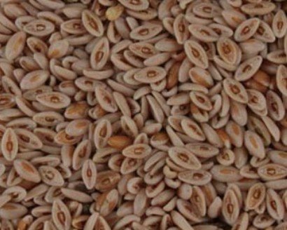 Organic Psyllium Seed