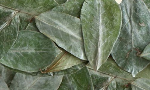 Soursop Leaves